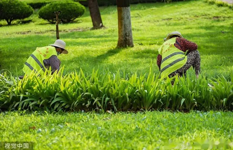 平湖绿化树苗批发市场在哪儿