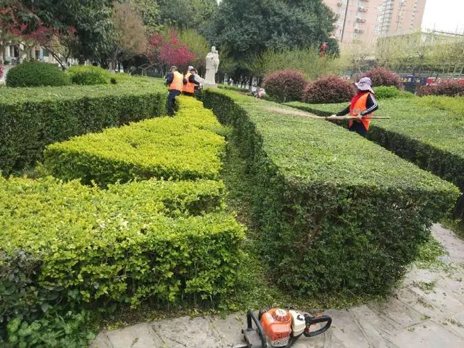 无锡城市绿化带植物叫什么