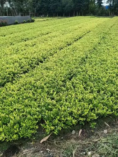 无锡城市道路两边的绿化归谁管