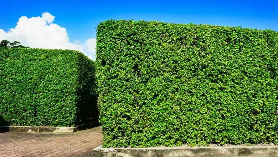 草地园林景观设计
